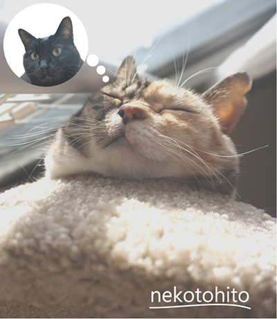 nekotohito(ネコトヒト)