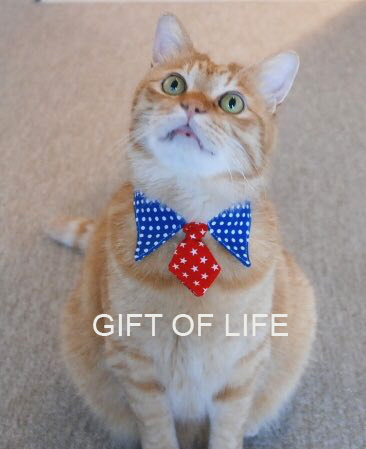 gift 6