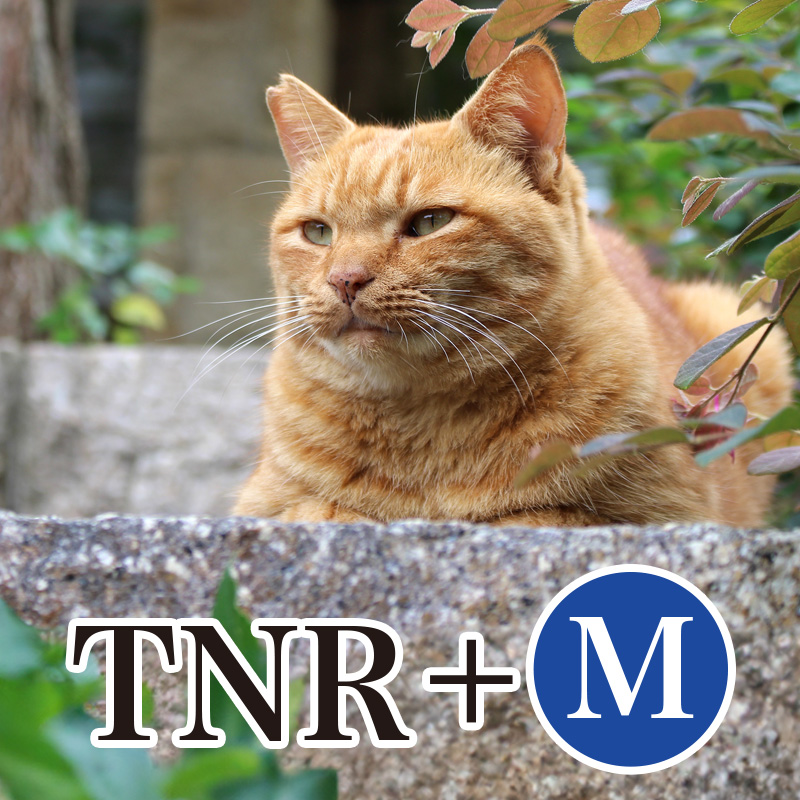 TNR+M（野良猫の保護/避妊・リターン・見守り）